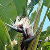 5 GIANT BIRD OF PARADISE Tree Strelitzia Nicolai Wild Banana White Crane Blue Purple Flower Houseplant Seeds