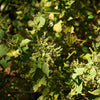 10 Java INDIAN PATCHOULI Pogostemon Heyneanus Herb Shrub Flower Fragrant Patchouly Seeds