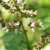 10 Java INDIAN PATCHOULI Pogostemon Heyneanus Herb Shrub Flower Fragrant Patchouly Seeds