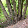 5 BAMBOO PALM Chamaedorea Seifrizii Reed or Parlor Palm Tree Sun Shade Houseplant Seeds