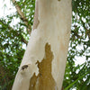 50 LEMON SCENTED EUCALYPTUS Citriodora Tree aka Lemon Bush & Spotted Gum - Colorful Bark White Flower Tree Seeds
