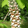 200 GRECIAN FOXGLOVE Wooly Digitalis Lanata Hummingbird White Yellow Purple Brown Flower Seeds