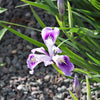 20 Blue & Purple OREGON IRIS ( Tough-Leaf Iris ) Iris Tenax Flower Seeds