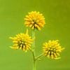 250 Wingstem / YELLOW IRONWEED Verbesina Alternifolia Flower Seeds