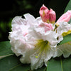 50 FORTUNE RHODODENDRON Fortunei Shrub Rose Pink Mauve White Flower Seeds