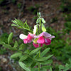 30 GOAT'S RUE Tephrosia Virginiana Cracca Flower Grass Legume Ground Cover Seeds