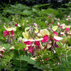 30 GOAT'S RUE Tephrosia Virginiana Cracca Flower Grass Legume Ground Cover Seeds