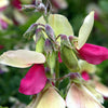 30 GOAT'S RUE Tephrosia Virginiana Cracca Flower Grass Legume Ground Cover Seeds
