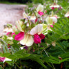 30 GOAT'S RUE Tephrosia Virginiana Cracca Flower Grass Legume Ground Cover Seeds