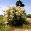 White Oceanspray Seeds – Shrub Creambush Mountain Spray Holodiscus Flower – photo 3