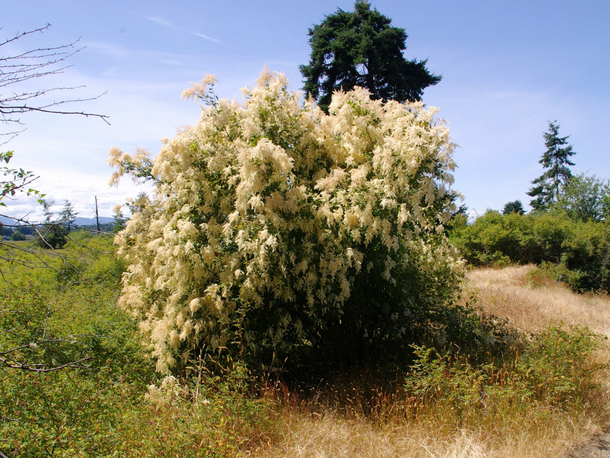 White Oceanspray Seeds – Shrub Creambush Mountain Spray Holodiscus Flower – photo 3
