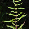 20 WATER HOREHOUND Lycopus Americanus American Bugleweed Herb Flower Seeds