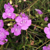 100 FALSE PURPLE FOXGLOVE Rose Gerardia Wetland Agalinis Purpurea Flower Seeds