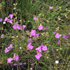 100 FALSE PURPLE FOXGLOVE Rose Gerardia Wetland Agalinis Purpurea Flower Seeds