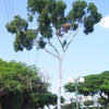 50 LEMON SCENTED EUCALYPTUS Citriodora Tree aka Lemon Bush & Spotted Gum - Colorful Bark White Flower Tree Seeds