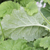 100 WHITE FAIRY PRIMROSE Primula Malacoides Baby Primrose Shade Houseplant Flower Seeds