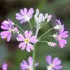 100 PINK FAIRY PRIMROSE Primula Malacoides Baby Primrose Shade Houseplant Flower Seeds