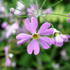 100 PINK FAIRY PRIMROSE Primula Malacoides Baby Primrose Shade Houseplant Flower Seeds