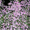 100 Mixed Colors FAIRY PRIMROSE Primula Malacoides Red Pink Purple White Baby Primrose Shade Houseplant Flower Seeds