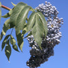 50 BLUE ELDERBERRY Sambucus Cerulea Arizona Blue Elder Tree Shrub Fruit Berry Seeds
