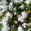 20 TRUE MYRTLE Myrtus Communis aka Common & Sweet Myrtle Fragrant White Flower Edible Blue Berry Fruit Shrub Seeds