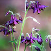 20 BLACK COLUMBINE Dark Columbine Aquilegia Atrata Deep Purple Flower Seeds