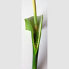 10 Fan-Leaf Chinese GREEN DRAGON Arum Pinellia Pedatisecta Houseplant Shade Flower Seeds