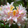 20 WESTERN AZALEA Pink White Yellow Shrub Flower Rhododendron Occidentale Seeds