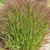 1000 SWITCHGRASS Tall Panic Switch Grass Panicum Virgatum Red Flower Seeds
