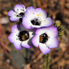 1000 BIRDS EYES Gilia Tricolor Lavender White Native Fragrant Hummingbird Flower Seeds
