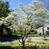 10 American WHITE FLOWERING DOGWOOD Small Tree Cornus Florida Seeds