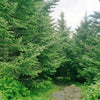Grow Your Own CHRISTMAS TREE - Fraser Fir ( Abies Fraseri ) Gift Packet of Tree Seeds