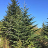 Grow Your Own CHRISTMAS TREE - Fraser Fir ( Abies Fraseri ) Gift Packet of Tree Seeds