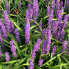 5 LILYTURF Liriope Muscari aka Big Blue Lily Turf / Monkey Grass Flower Seeds