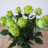 5 GREEN ROSE Rosa Bush Shrub Perennial Flower Seeds