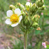 50 PRAIRIE CINQUEFOIL Tall Potentilla Drymocallis Arguta White Pale Yellow Native Flower Seeds