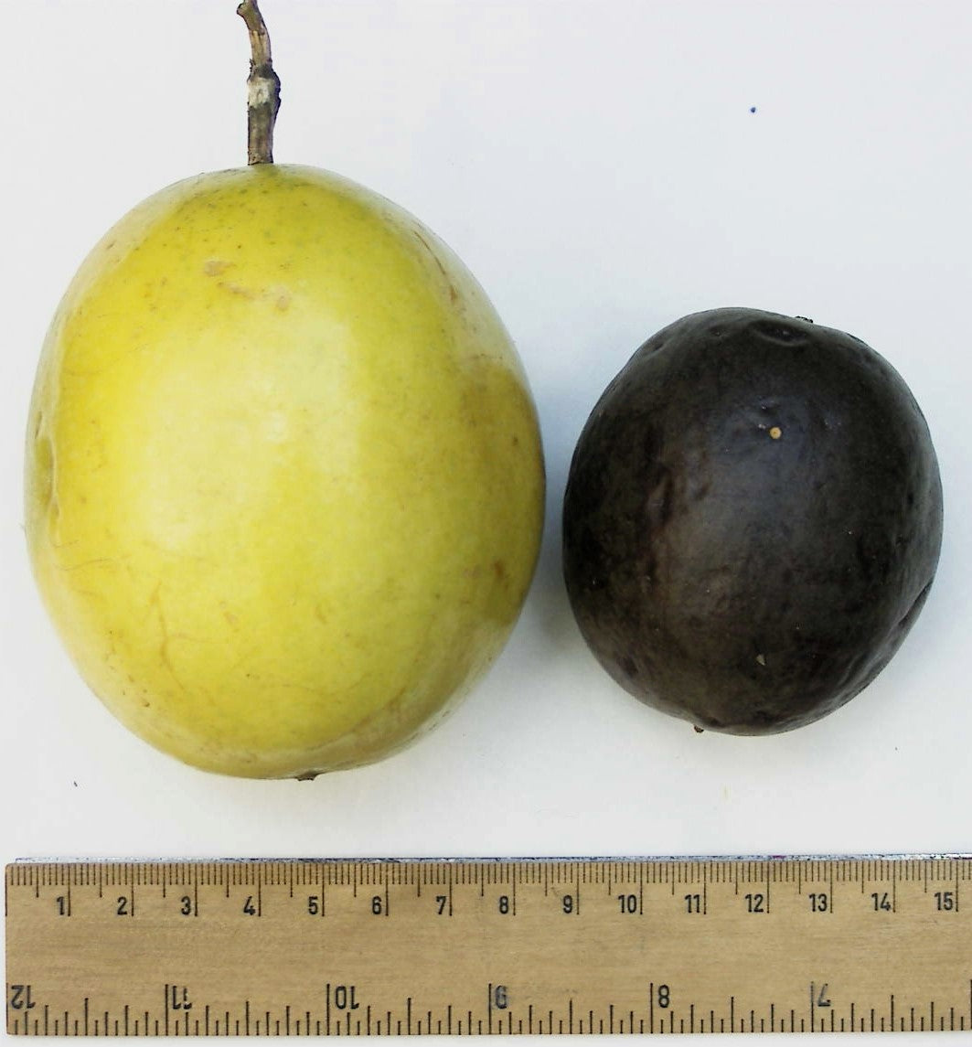 Yellow Passion Fruit Seeds – Vine Passiflora Edulis Flavicarpa Golden Passionfruit Purple & White Flower – photo 10