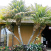 Pygmy Date Palm Seeds – Phoenix Roebelenii Dwarf Miniature Ornamental Fruit Tree Houseplant – photo 10