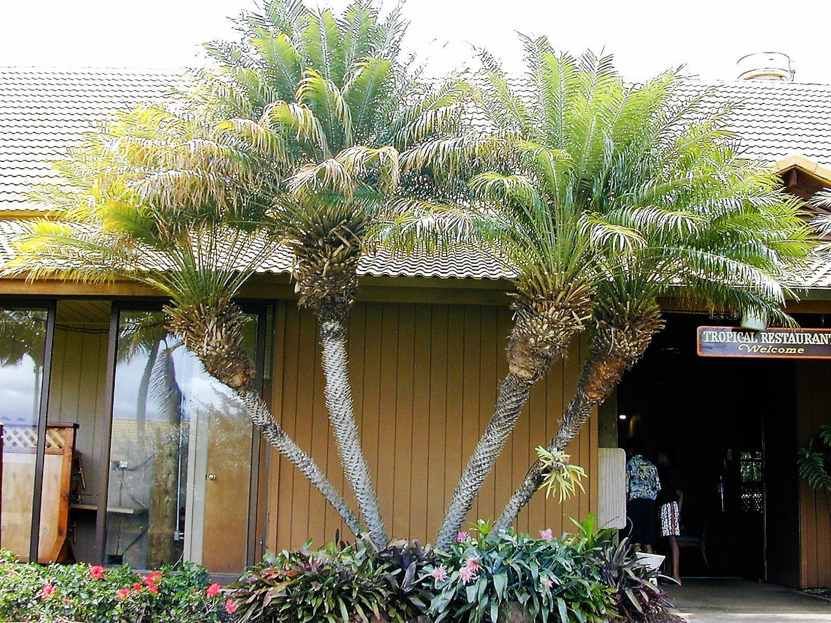 Pygmy Date Palm Seeds – Phoenix Roebelenii Dwarf Miniature Ornamental Fruit Tree Houseplant – photo 10