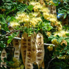 20 WOMAN'S TONGUE TREE White Mimosa Nectar Flower Albizia Lebbeck Legume Seeds