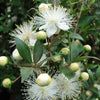 20 TRUE MYRTLE Myrtus Communis aka Common & Sweet Myrtle Fragrant White Flower Edible Blue Berry Fruit Shrub Seeds
