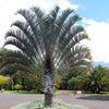 10 TRIANGLE PALM TREE Dypsis Decaryi Rare Tropical from Madagascar Seeds