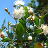 20 TRUE MYRTLE Myrtus Communis aka Common & Sweet Myrtle Fragrant White Flower Edible Blue Berry Fruit Shrub Seeds