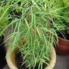 10 MEXICAN WEEPING BAMBOO Otatea Acuminata Rare Seeds