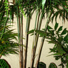 5 BAMBOO PALM Chamaedorea Seifrizii Reed or Parlor Palm Tree Sun Shade Houseplant Seeds