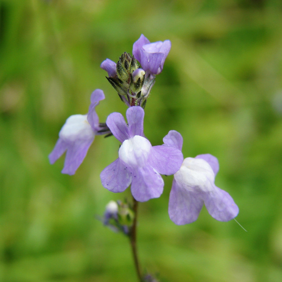 Blue Toadflax Seeds – Linaria Canadensis Antirrhinum Canadian Flower – photo 5