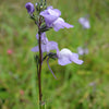 Blue Toadflax Seeds – Linaria Canadensis Antirrhinum Canadian Flower – photo 2