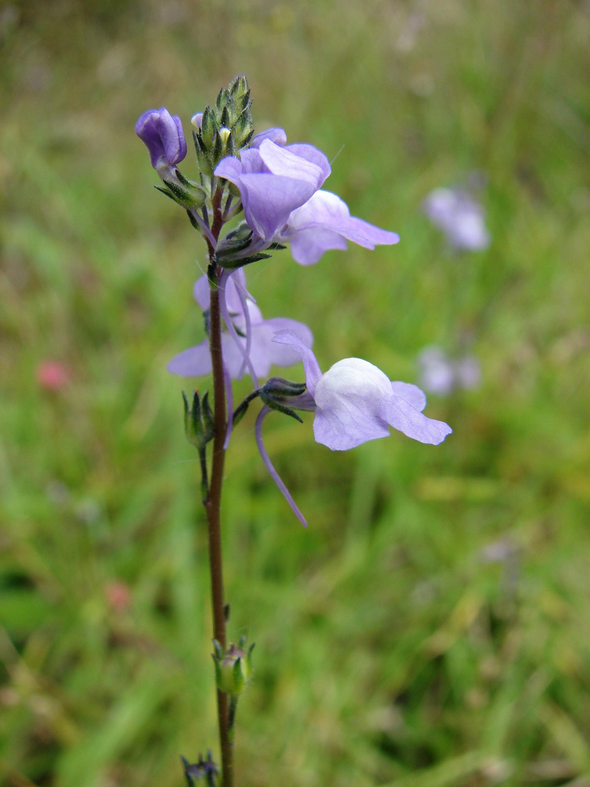 Blue Toadflax Seeds – Linaria Canadensis Antirrhinum Canadian Flower – photo 2
