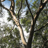 50 LEMON SCENTED EUCALYPTUS Citriodora Tree aka Lemon Bush & Spotted Gum - Colorful Bark White Flower Tree Seeds