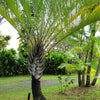 10 TRIANGLE PALM TREE Dypsis Decaryi Rare Tropical from Madagascar Seeds